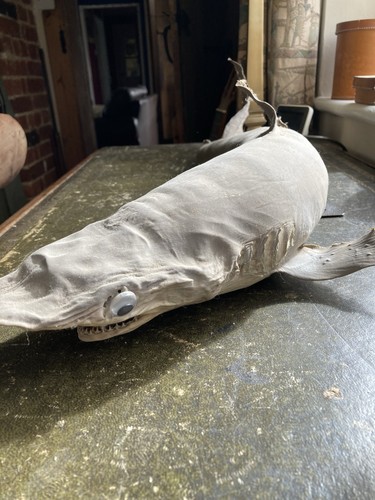 Rare juvenile shark taxidermy - rare,