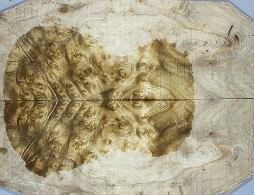 Bird eye golden camphor wood - golden,