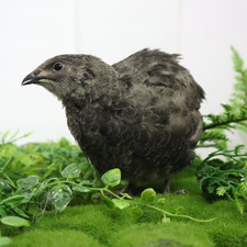 All black quail hatching - black,