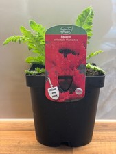 Papaver Flamenco 2L cottage