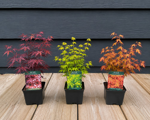 Mixed acer palmatum - acer,