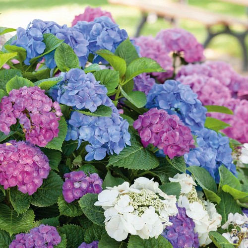 Hydrangea plants climbing - hydrangea,