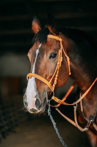 617908 muzzle brown horse - 617908,