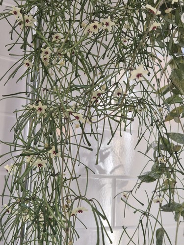 Hoya wax plant grass - hoya,