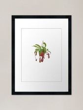 Carnivorous Pitcher Plant