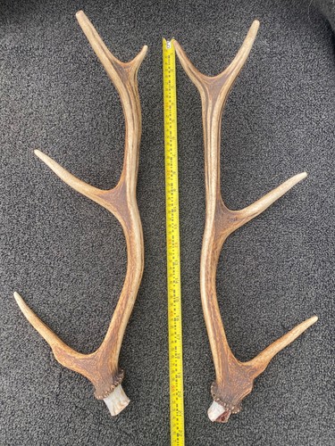 Scottish red deer - (1,