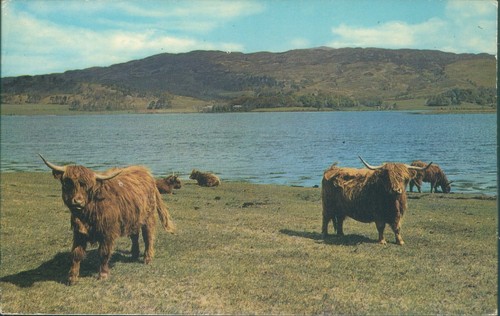 Highland cattle the - cattle, by