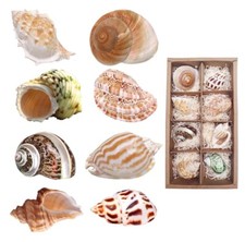 SKOOLOVE Hermit Crab Shells