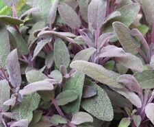 sage purple  plant Very Aromatic Herb Plant 9cm Pots - multi discount