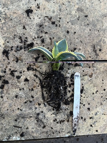 Agave americana variegated - agave,