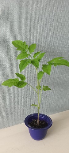 Big tomato plants - big,