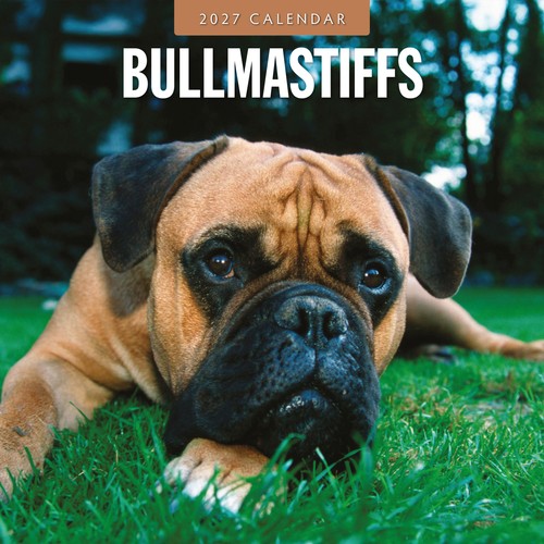 Bullmastiffs 2027 square wall - bullmastiffs,