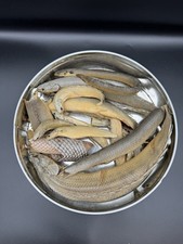 Polypterus Specimens in Tin | Nigeria 1978–80 | Taxidermy Bichir