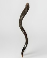 Shofar Yemenite Kudu Horn XXXL