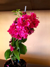 CRIMSON BOUGAINVILLEA DOUBLE