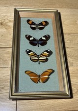 Vintage Framed 4 Butterfly