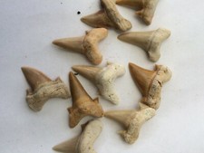 Otodus Shark Tooth Fossil