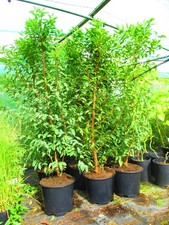 5.5ft inc. pot EVERGREEN