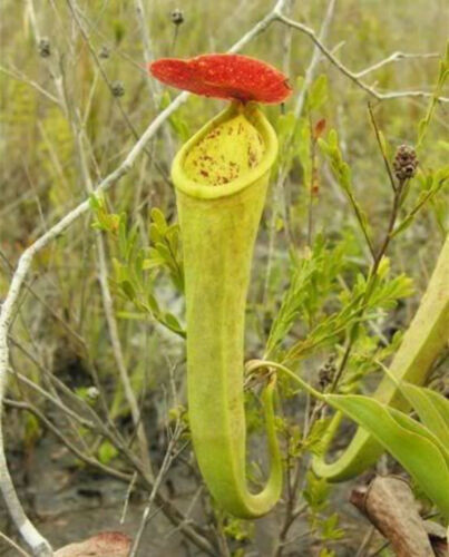 Nepenthes tenax carnivorous - -,