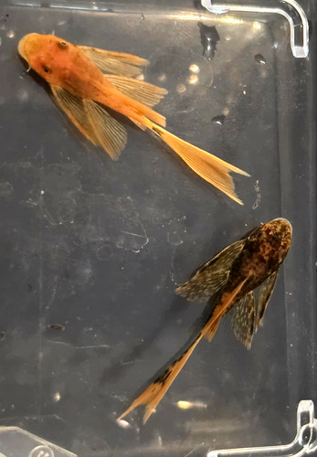 Longfin super red calico - longfin,