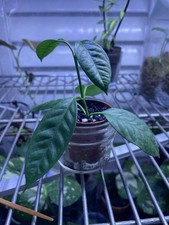 Hoya multiflora shooting star