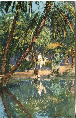 Oasis camel reflection - , (arab