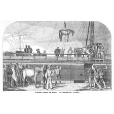 AUSTRALIA Slinging Horses on