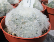 MAMMILLARIA PLUMOSA- lovely 'feathery'  spines.