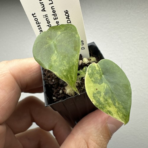 Alocasia sedenii aurea - alocasia,