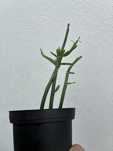 Euphorbia tirucalli firesticks - euphorbia,