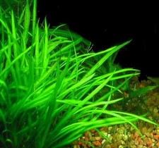 Sagittaria Subulata - Loose