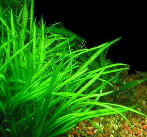 Sagittaria subulata loose - subulata,