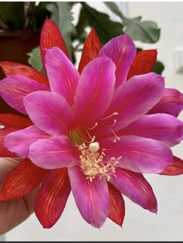 Epiphyllum gosh cactus - ,
