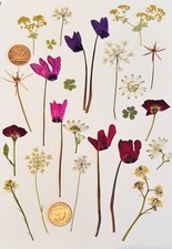 Dried Pressed Flowers Cyclamen
