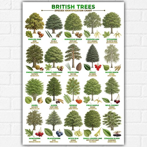 British trees identification - british,