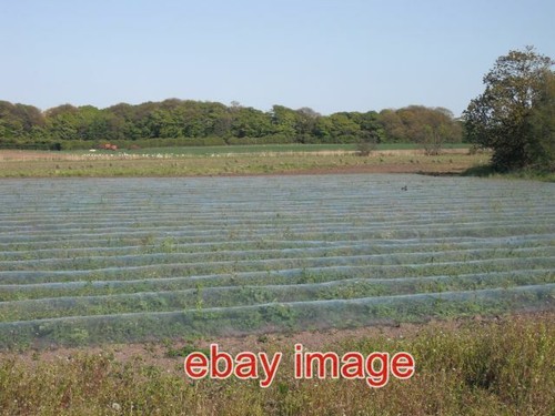 Photo pinfold polytunnel - pinfold,