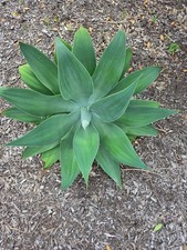 FOXTAIL AGAVE ATTENUATA 6 INCH