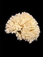 Natural Sea Sponge For Bath &
