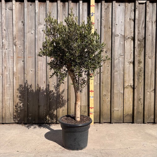 Thick stem olive tree l - -,
