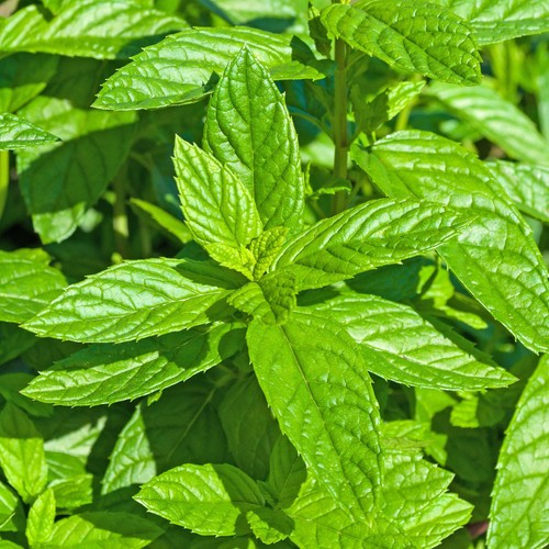 Mint moroccan plant - mint,