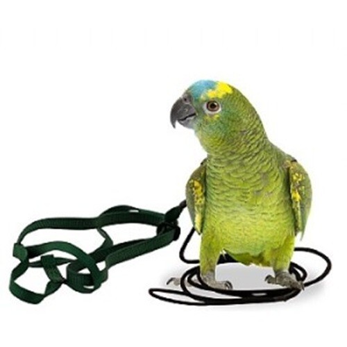 The aviator parrot harness - aviator, &