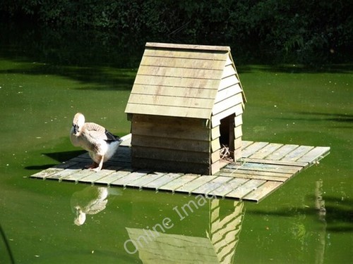 Photo 6x4 duck house - house, hallwood