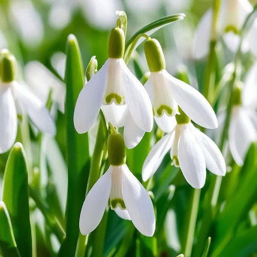 Galanthus nivalis bulbs - galanthus,