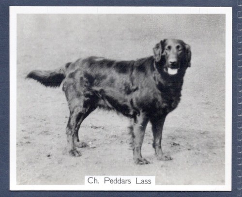 Flat coated retriever - flat-coated,