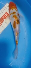 8 Inch Tancho Goromo  Koi