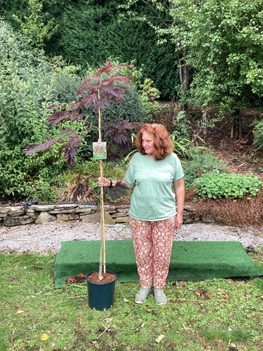 Albizia summer chocolate