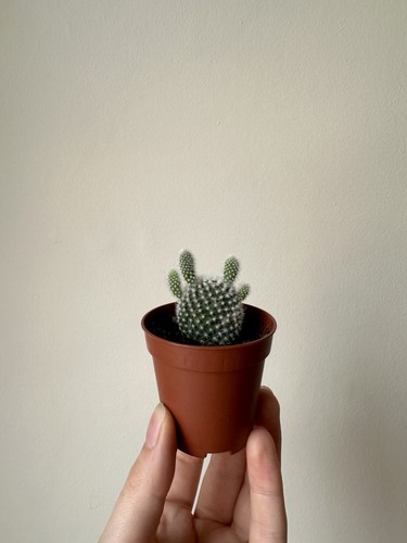 Opuntia microdasys albata - opuntia,