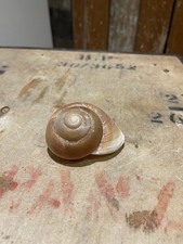 Large land snail - land, shell