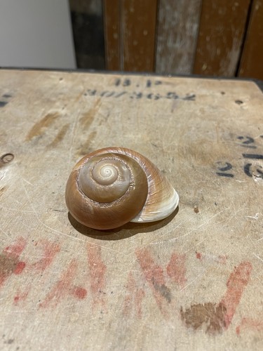 Large land snail shell - large, giant