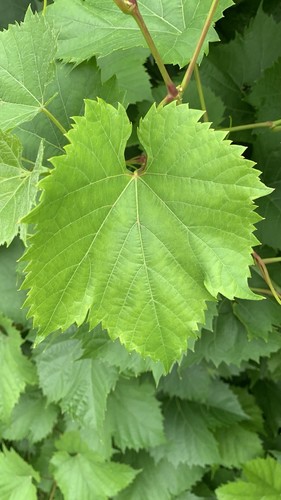 Fresh grape vine - vine, 120